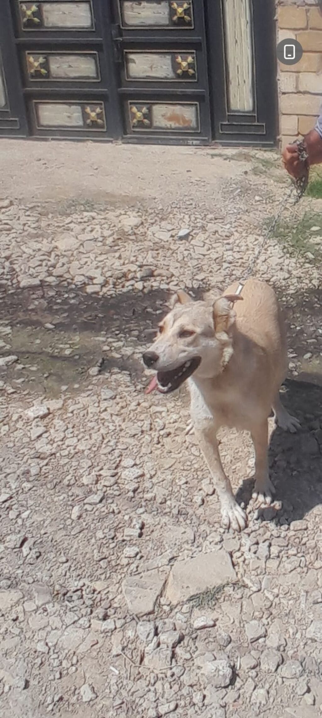 Peyvəndli — Heyvanlar, Xırdalan (7)