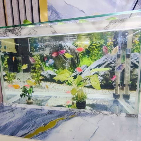 Şüşə akvarium 2 eded dekor bezakli daslar 18 eded Glofish Baligi — Gəncə