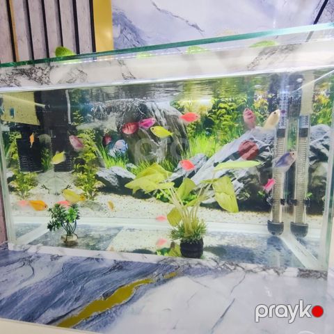 Şüşə akvarium 2 eded dekor bezakli daslar 18 eded Glofish Baligi — Gəncə