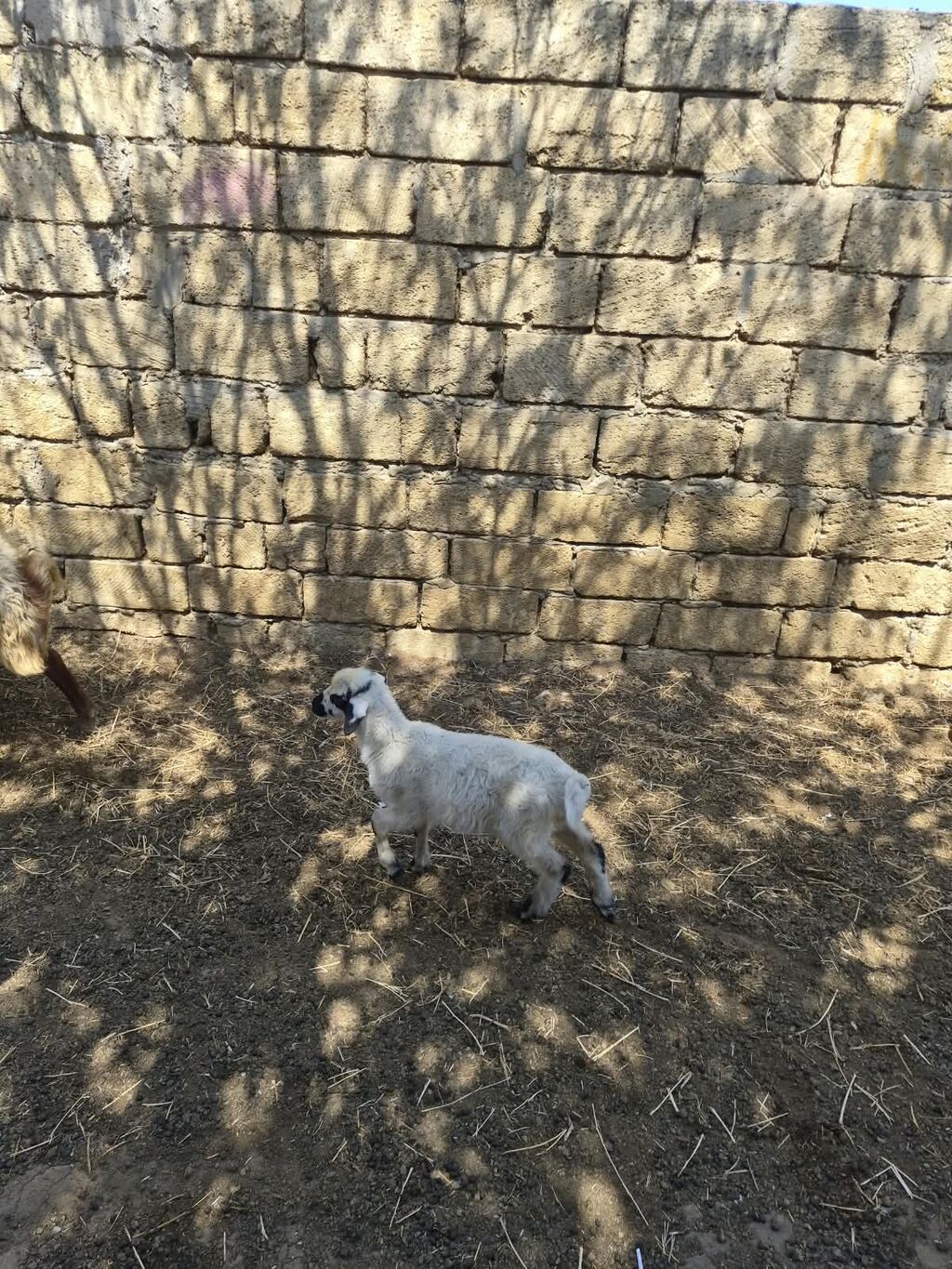 Quzu, Erkək, ay: 1, Damazlıq — Heyvanlar, Mehdiabad (3)