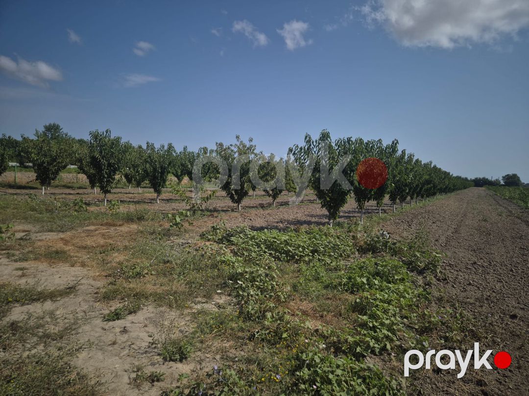 3.2 sot torpaq sahəsi, Xaçmaz - Nabran yolu — Torpaq, Xaçmaz (4)