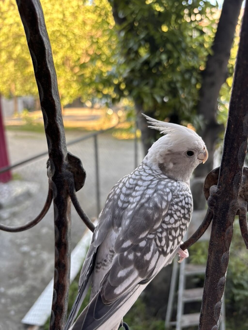 Korella erkək, 8 aylıq tam rucnoy, dişləmir, kəndirə öygəşilmiş — Quşlar, Gəncə (6)