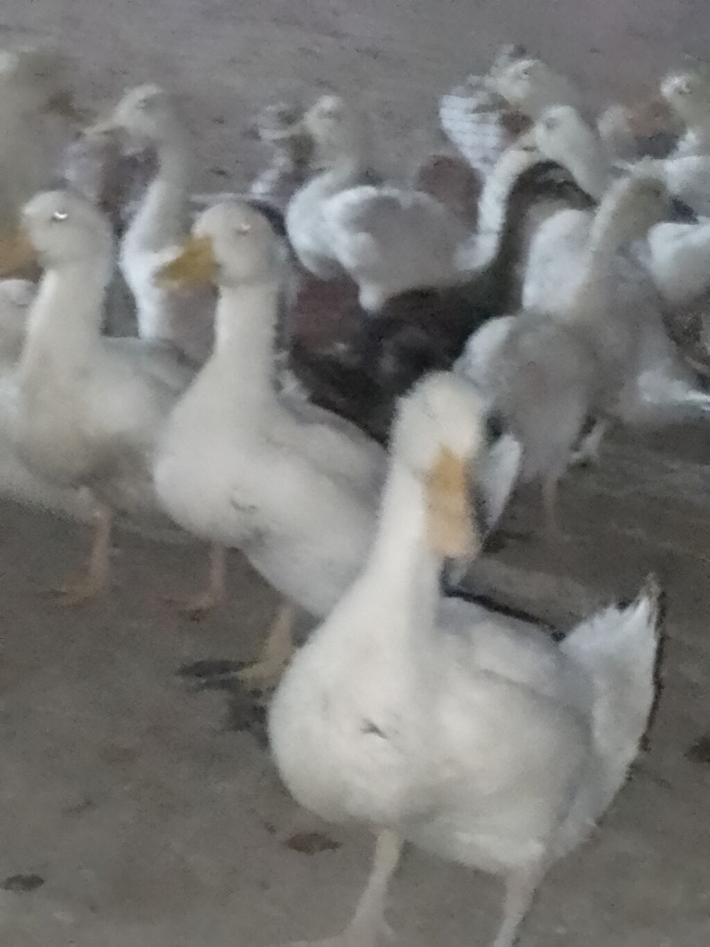 Ağ ördək sürüsü - Cins: ağ ev ördəyi (Pekin tipli) - Rəng: tam ağ — Heyvanlar, Şirvan (3)