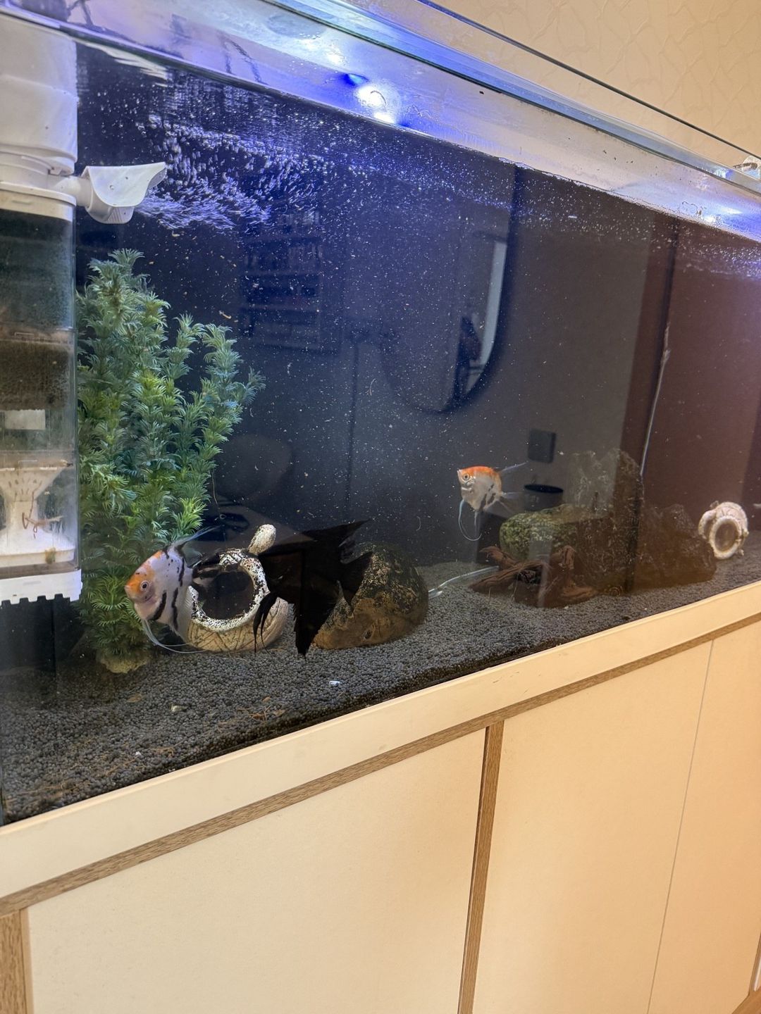 Akvarium — Akvariumlar və balıqlar, Bakı (2)