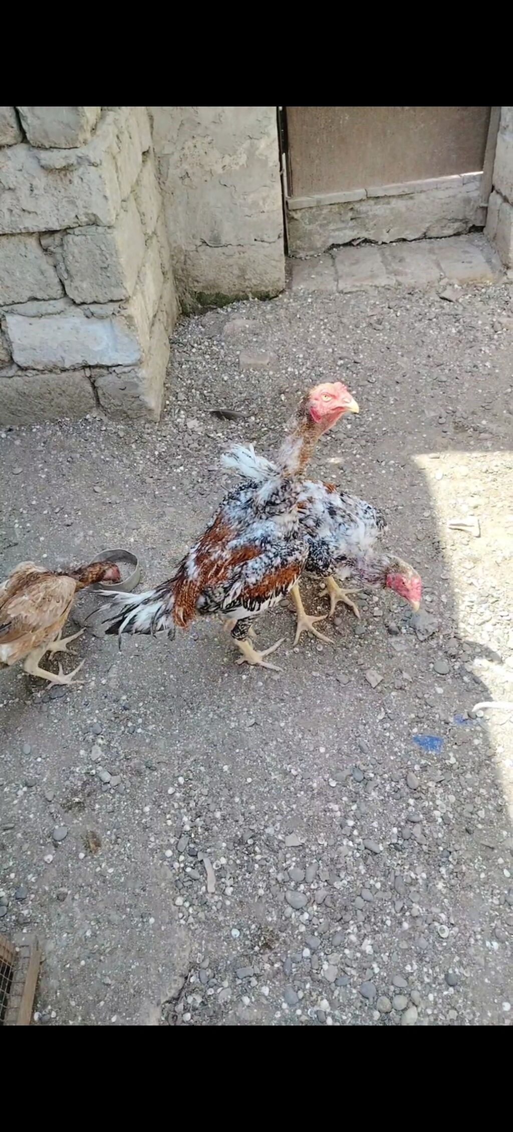 Salam heyvanlar goz qabagindadi saglamliglarina cavabdehem, biri — Heyvanlar, Salyan (6)