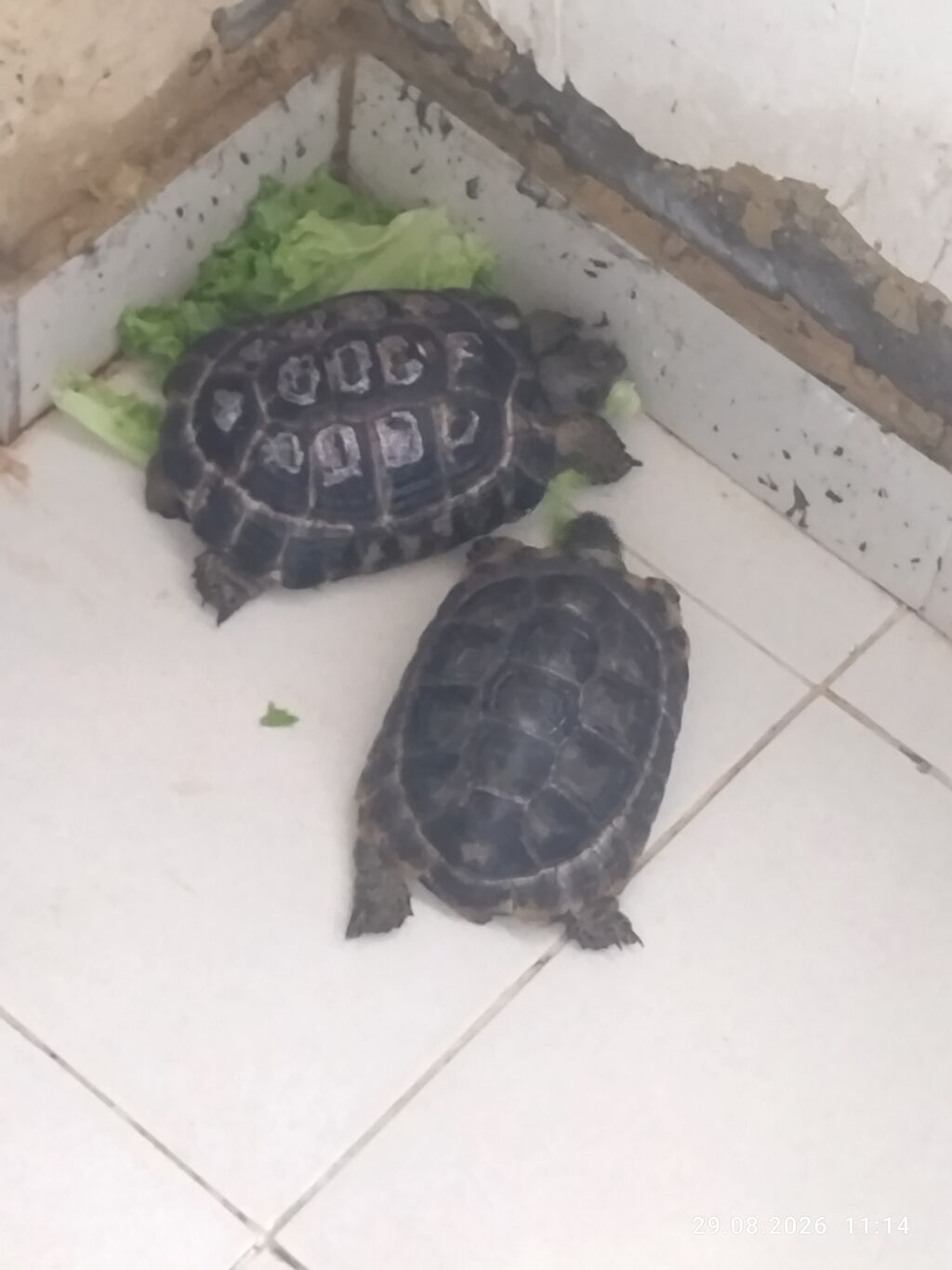 Torpaq Tısbağaları Satılır Birinin Altı Düzdü Birinin Altı Çuxurludu — Digər heyvanlar, Qobu