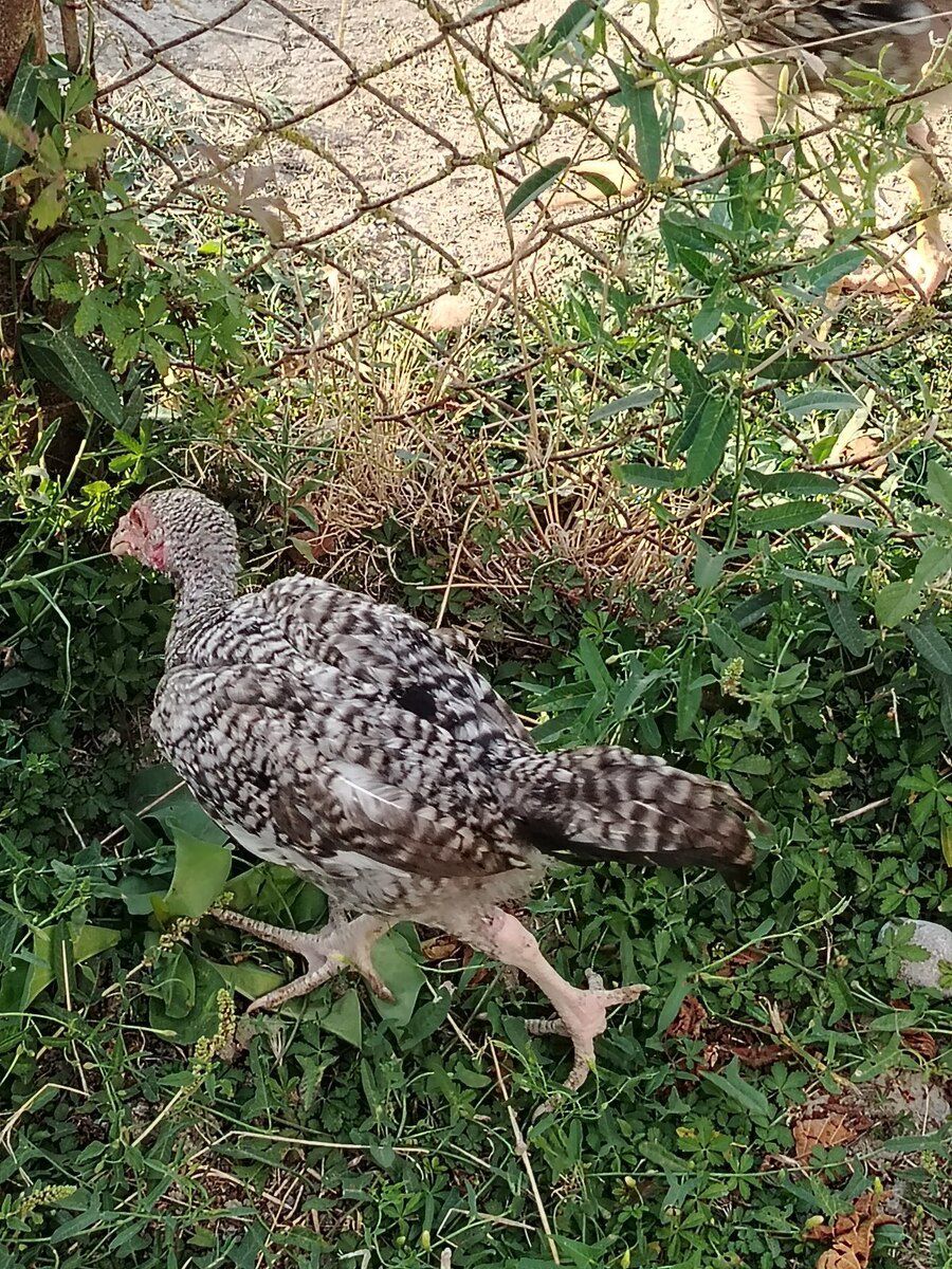 Heyratı — Quşlar, Neftçala (4)