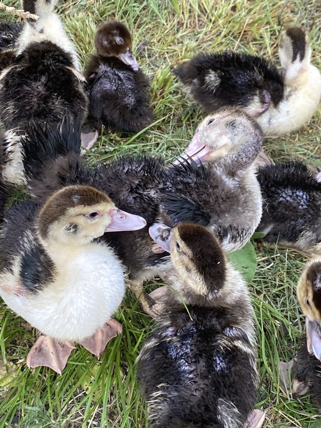 Muscovy ördək balaları (indi yetişdirilən nəsil) - Cins: Muscovy — Heyvanlar, İsmayıllı (2)
