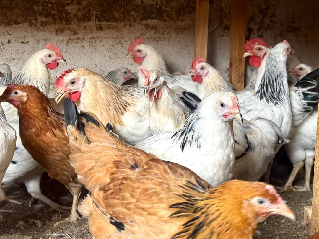 Toyuqlar, Xoruzlar, Kənd Çolpaları, Cücələr — Quşlar, Bakı (6)