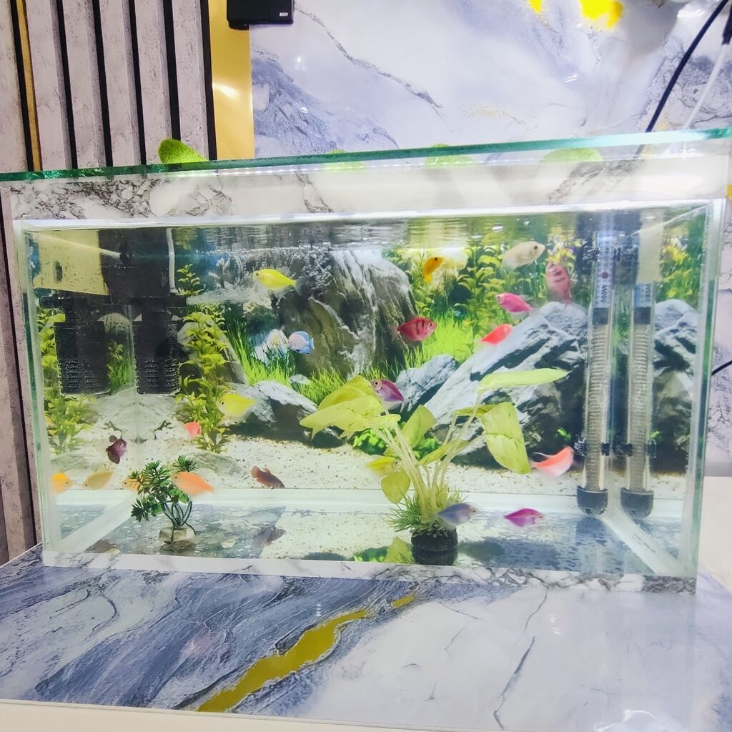 Şüşə akvarium 2 eded dekor bezakli daslar 18 eded Glofish Baligi — Heyvanlar, Gəncə (4)