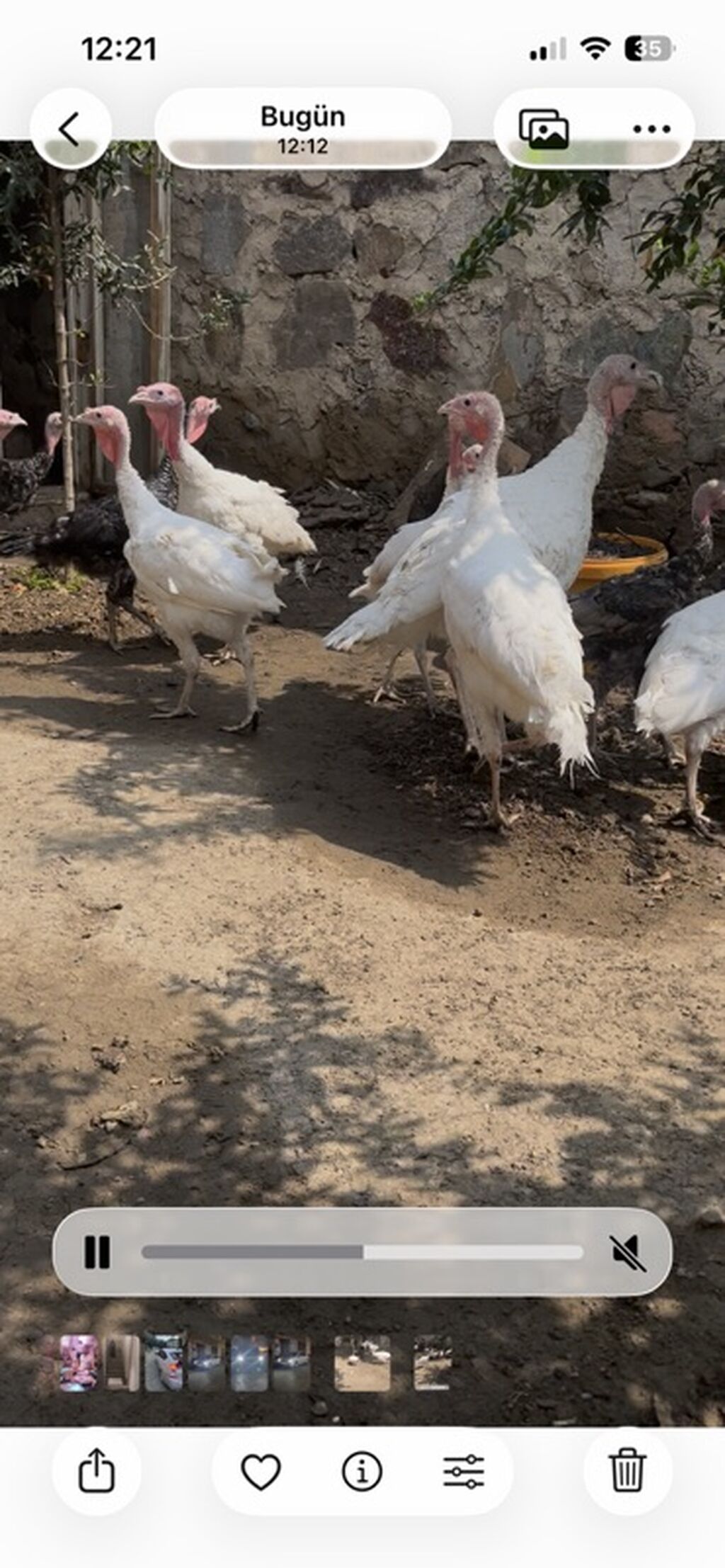 Hamısını alan olsa biri 35 — Heyvanlar, Gəncə (3)