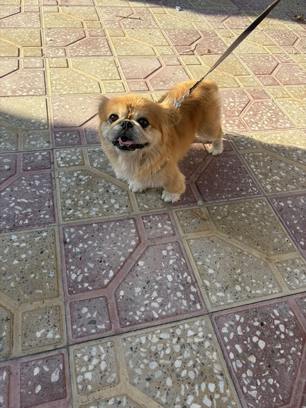 Pekines — Heyvanlar, Digah (2)