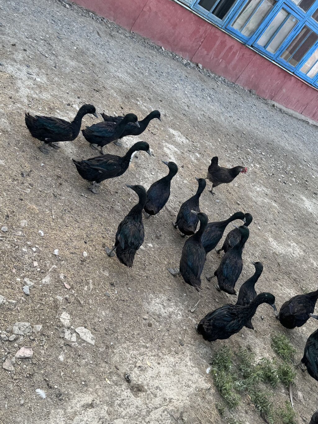 Kayuqa ördəkləri satılır 0553340959 — Quşlar, Cəlilabad (2)