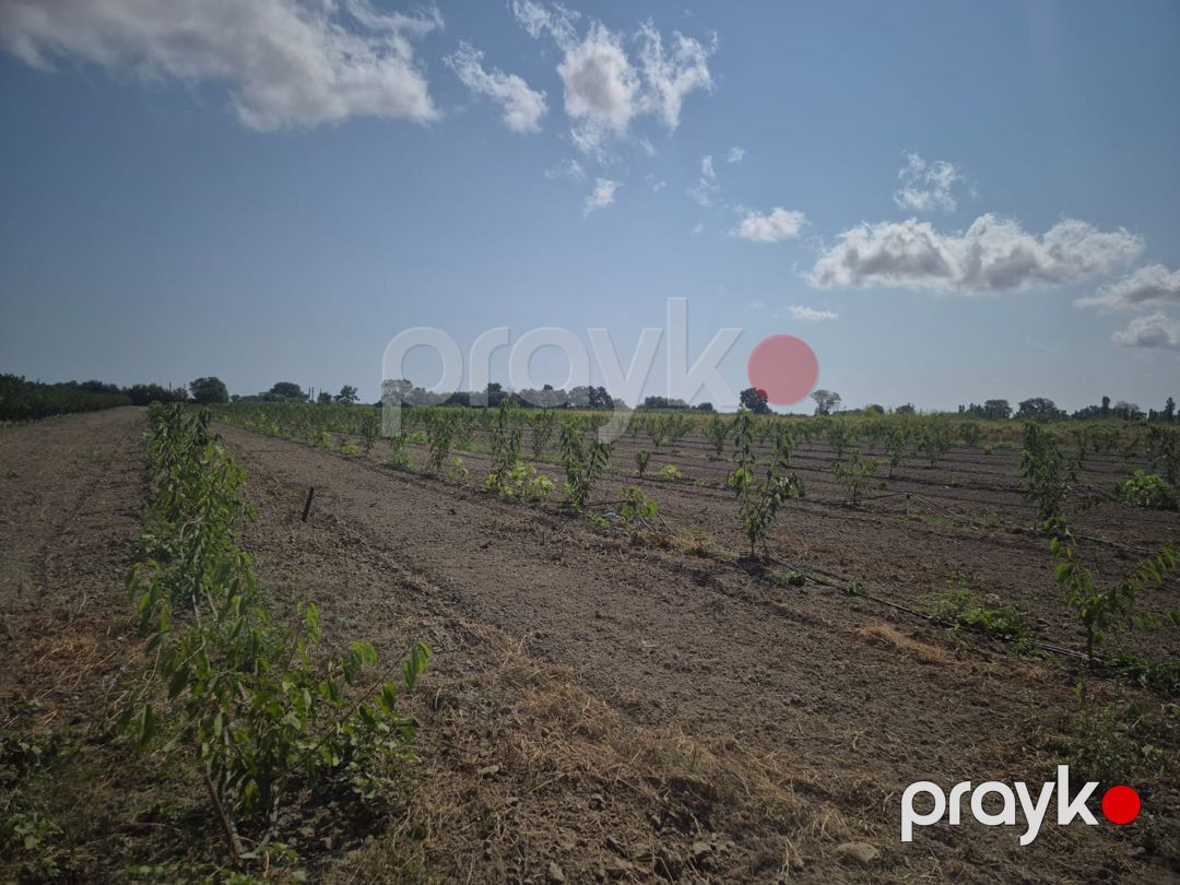 3.2 sot torpaq sahəsi, Xaçmaz - Nabran yolu — Torpaq, Xaçmaz (8)