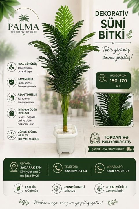 Palma – dekorativ bitkilər Evinizə, ofisinizə və digər məkanlara — Bakı