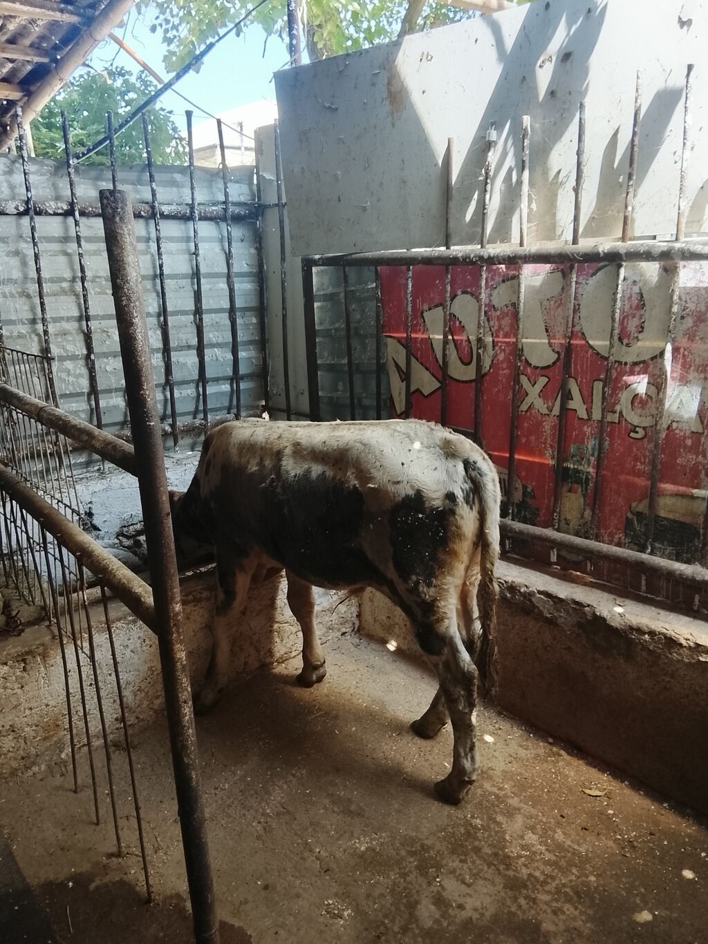 Satılır: 4bas erkek dana — Heyvanlar, Bakı (3)