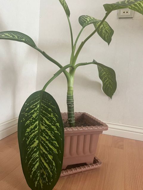 Dieffenbachia (Zebrina) otaq gülü - Bitki: Dieffenbachia – iri — Bakı