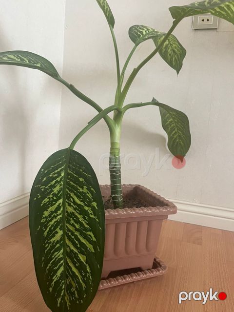 Dieffenbachia (Zebrina) otaq gülü - Bitki: Dieffenbachia – iri — Bakı