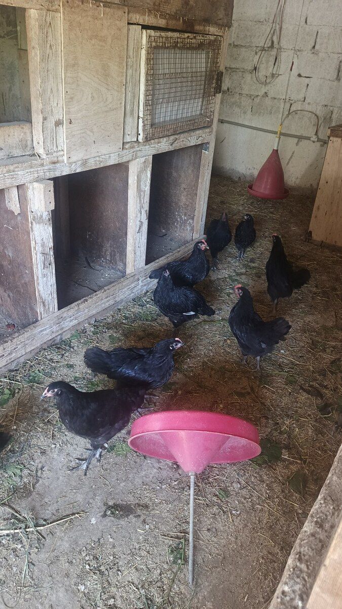 Avstralorp cücələri — Quşlar, Bakı (8)