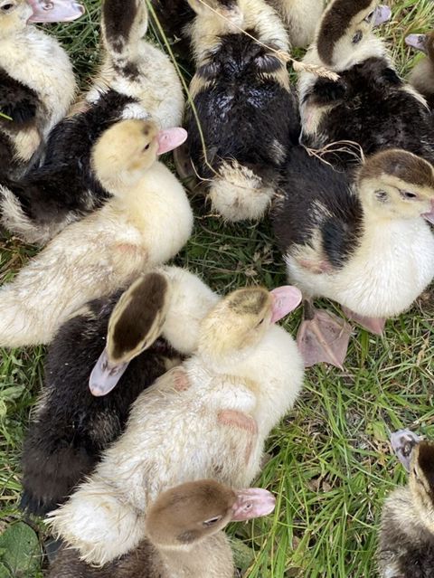 Muscovy ördək balaları (indi yetişdirilən nəsil) - Cins: Muscovy — İsmayıllı
