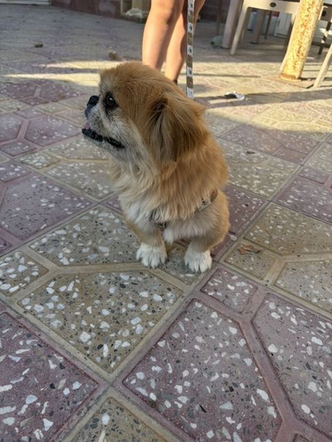 Pekines — Digah
