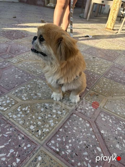 Pekines — Digah