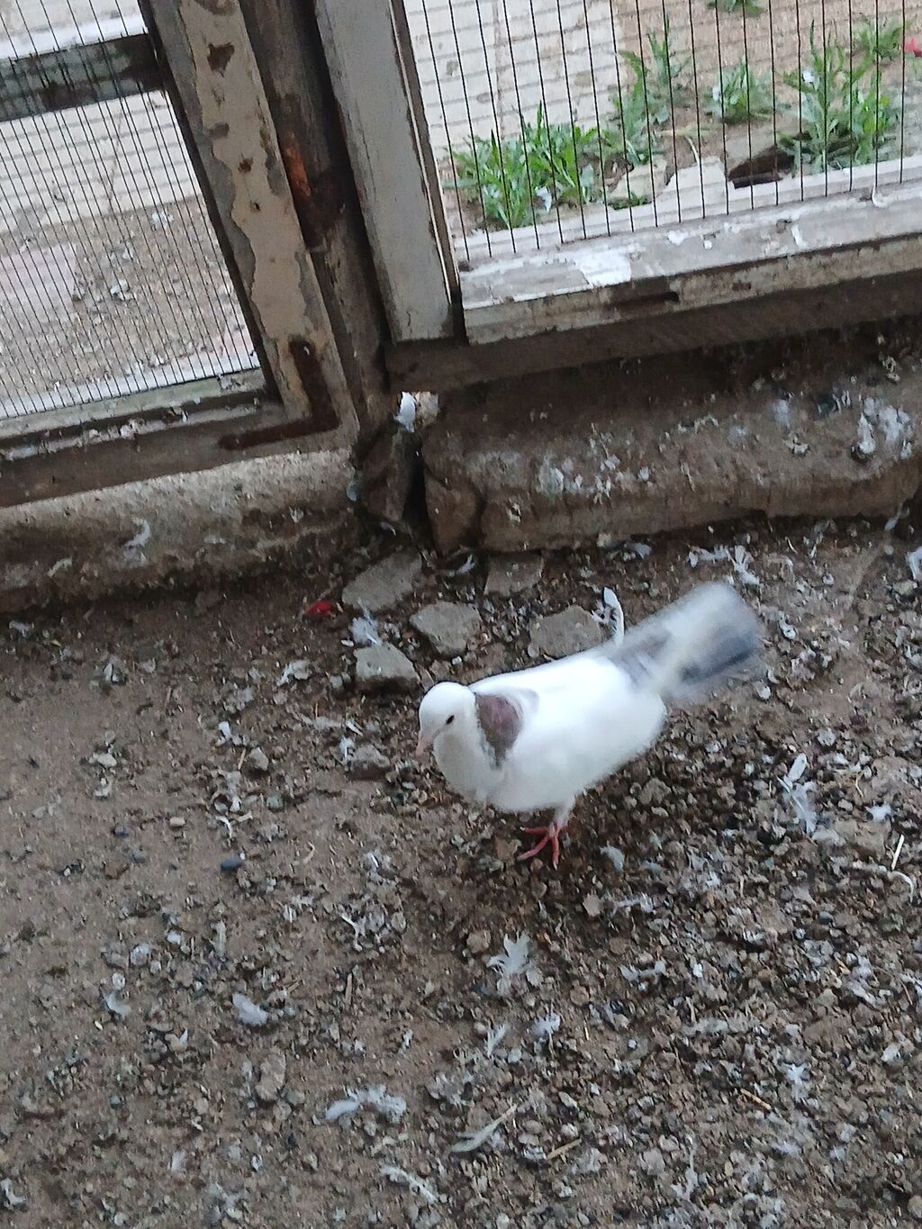 Əbreş boynu güllü ərkeydi tutulmadı sol qanadnın altında zilonkası var — Quşlar, Digah (2)