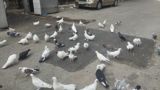 Göyərçinlər — author