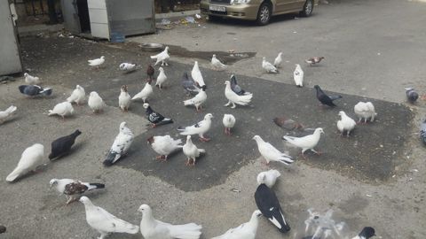 Göyərçinlər — Bakı