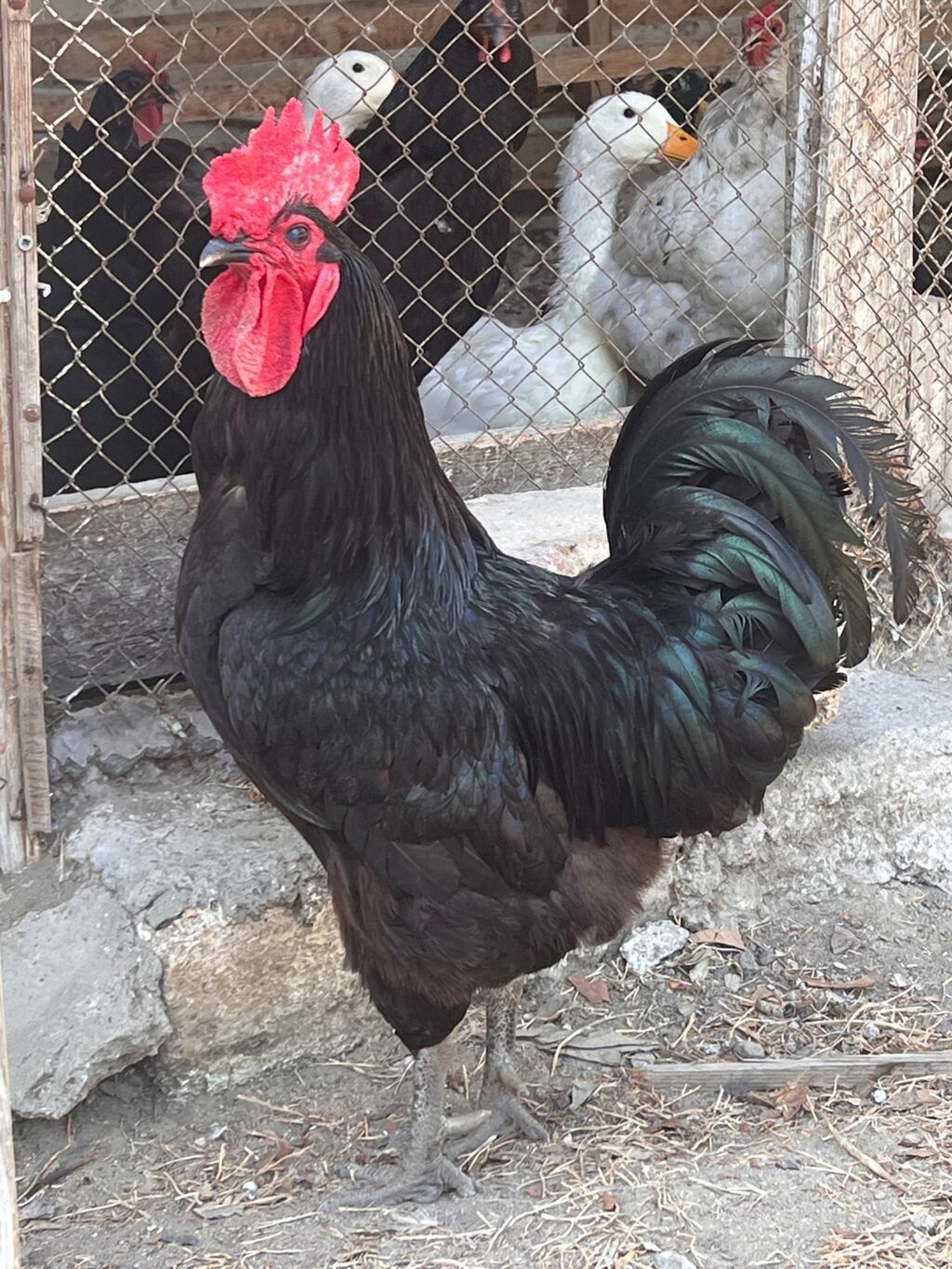 Xoruz, il: 2, Ünvandan götürmə — Heyvanlar, Bakı (2)