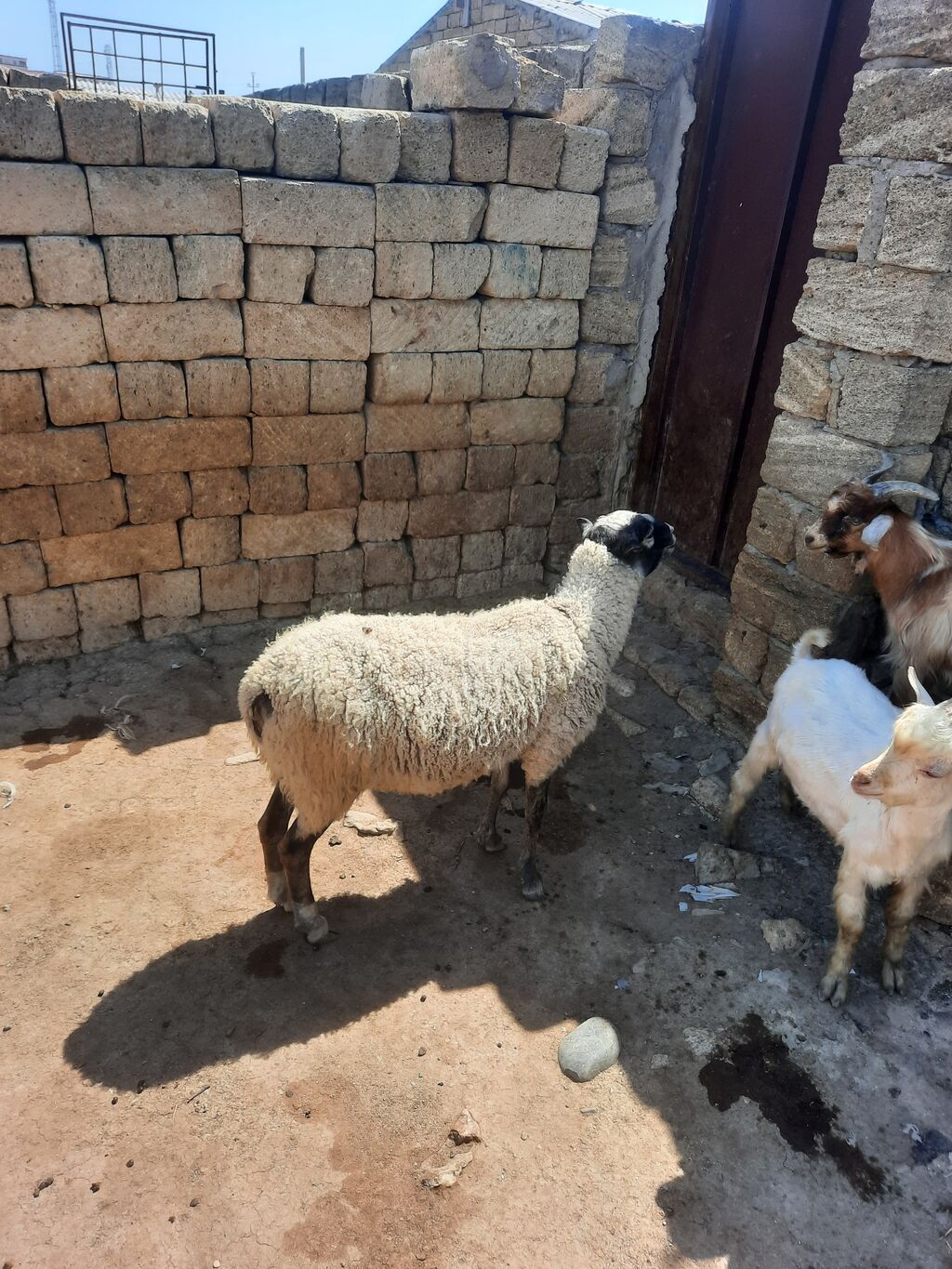 Dişi, il: 1, Ətlik — Heyvanlar, Mehdiabad (3)