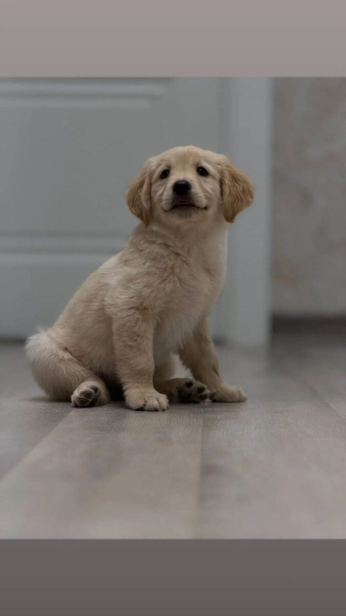 Golden Retriver — Heyvanlar, Bakı (7)