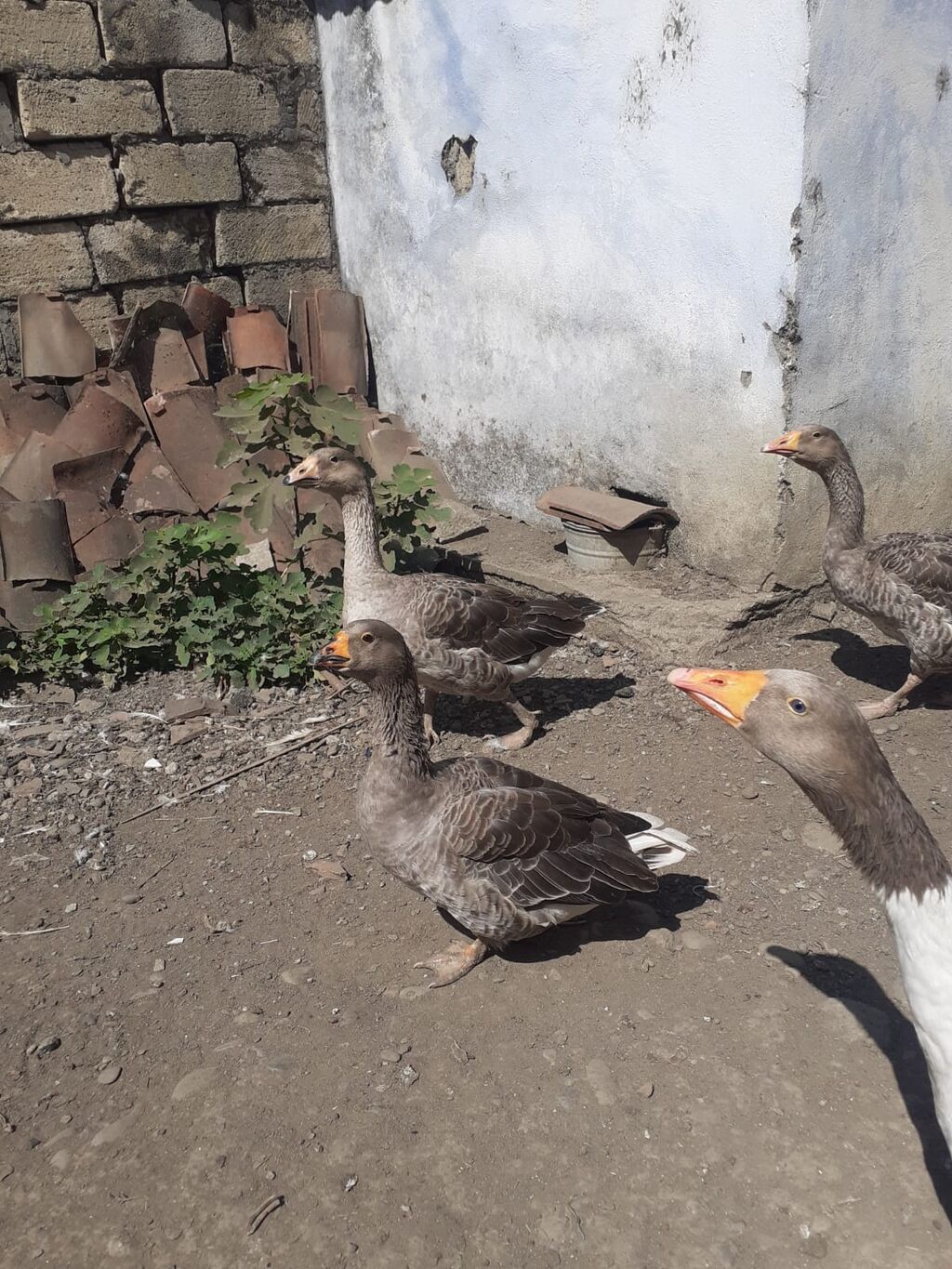 2 ədəd Tula döyüş qazları erkəy və dişi.2 ədəd ana qaz biri ala çox — Heyvanlar, Masallı (10)
