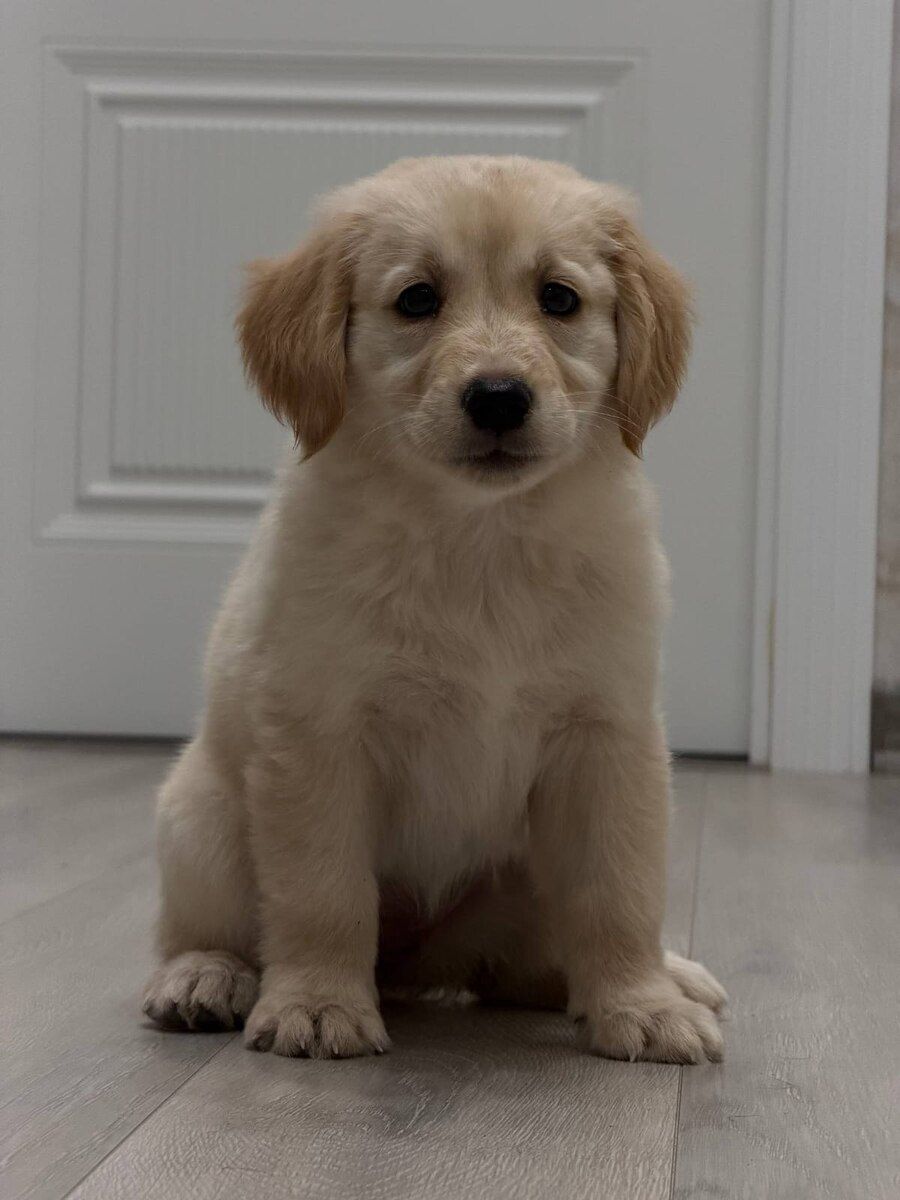 Golden Retriver — Heyvanlar, Bakı (10)