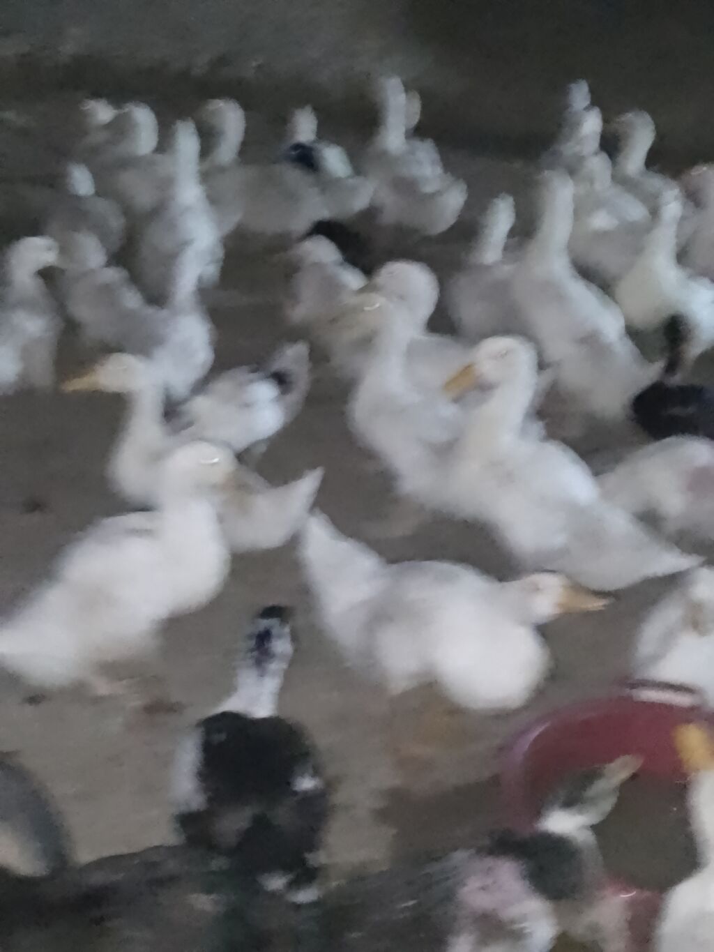 Ağ ördək sürüsü - Cins: ağ ev ördəyi (Pekin tipli) - Rəng: tam ağ — Heyvanlar, Şirvan (9)