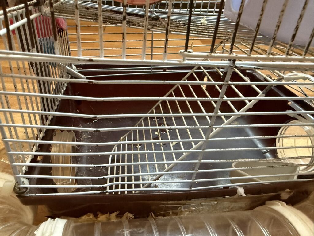 Hamster üçün tam dəst 2 mərtəbə qəfəs - Metall karkaslı, çıxarılan — Qəfəslər, Bakı (3)
