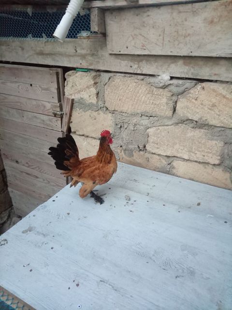 Toyuq, Damazlıq — Sumqayıt