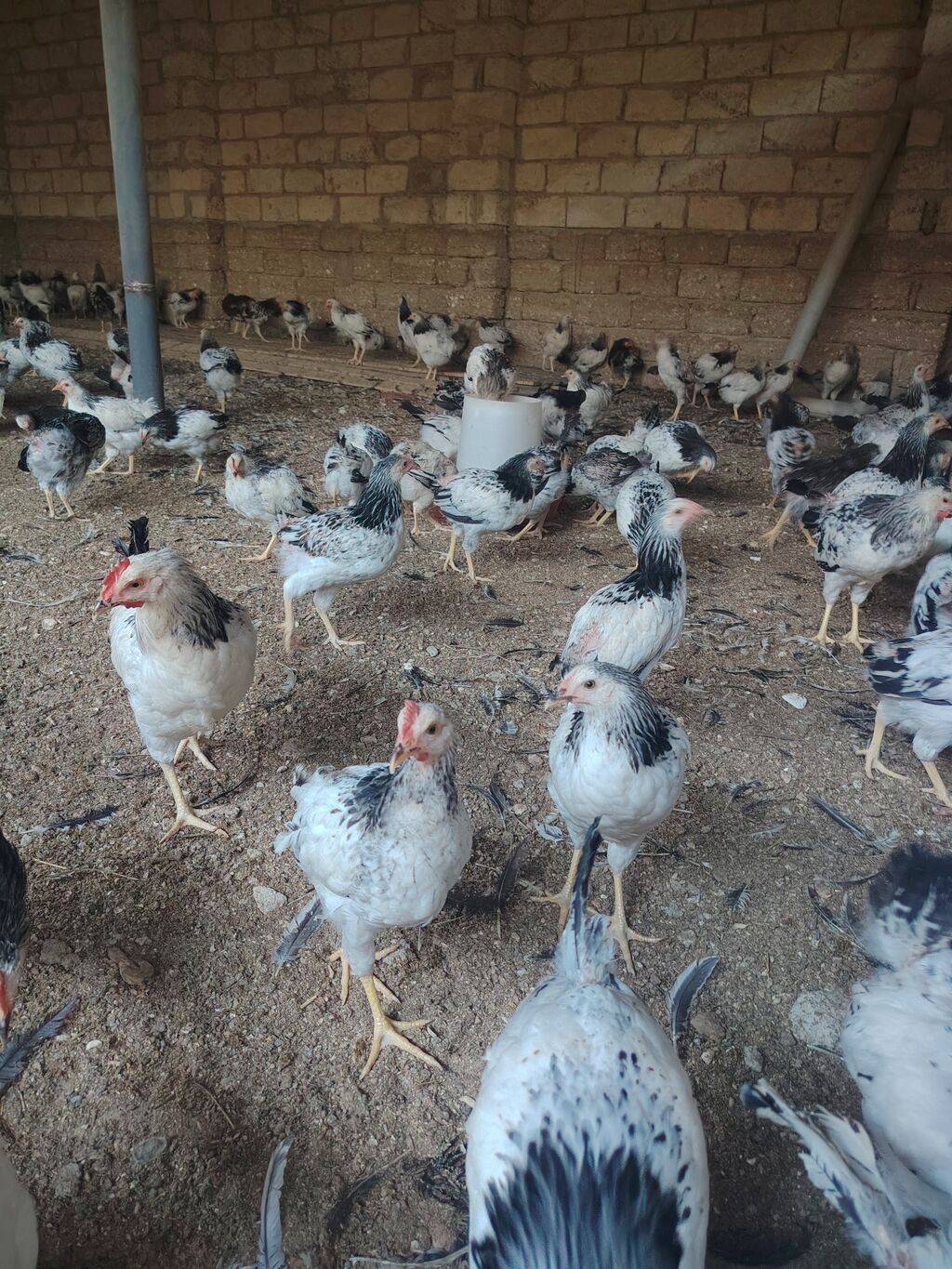 Kənd toyuğu Toyuq Bütöv — Qida məhsulları, Digah (3)