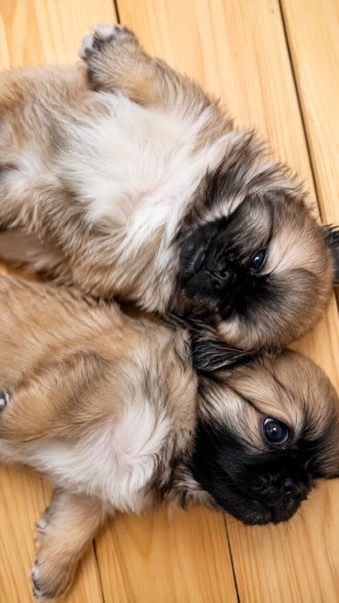 Pekines, Peyvəndli — Bakı