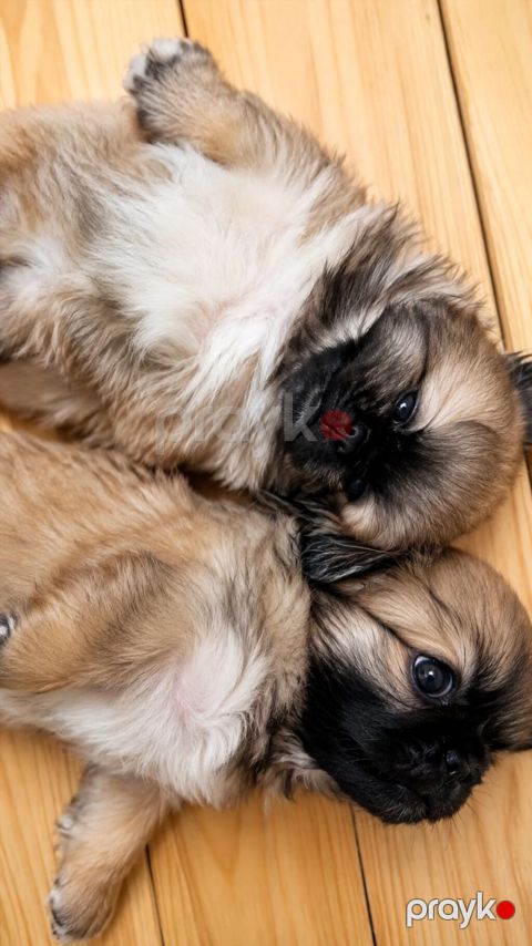 Pekines, Peyvəndli — Bakı