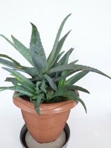 Aloe vera saksı bitkisi - Bitki: Aloe vera (sukkulent) - Saksı — Ali