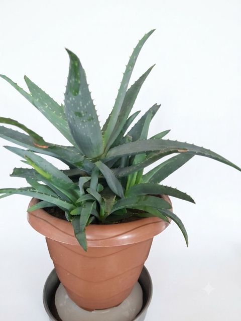 Aloe vera saksı bitkisi - Bitki: Aloe vera (sukkulent) - Saksı — Bakı