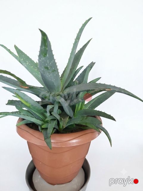 Aloe vera saksı bitkisi - Bitki: Aloe vera (sukkulent) - Saksı — Bakı