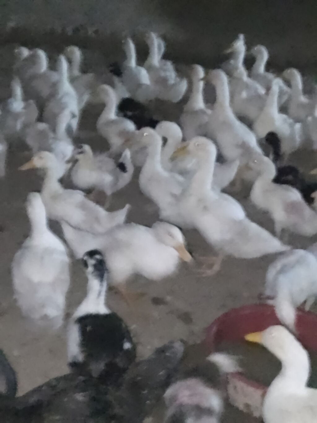 Ağ ördək sürüsü - Cins: ağ ev ördəyi (Pekin tipli) - Rəng: tam ağ — Heyvanlar, Şirvan (5)