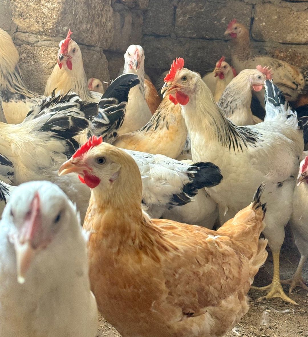 Toyuqlar, Xoruzlar, Kənd Çolpaları, Cücələr — Quşlar, Bakı (4)
