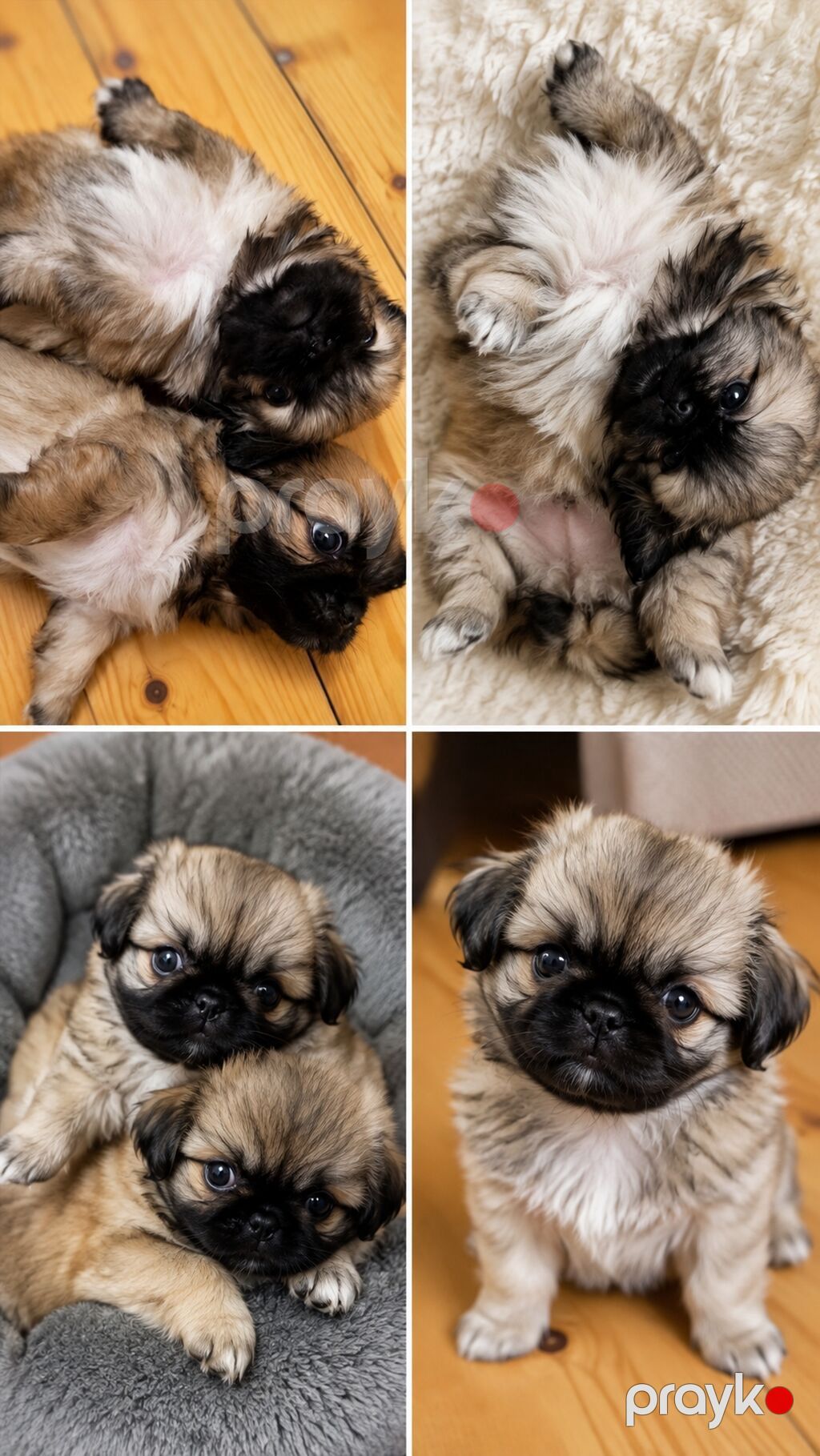 Pekines balaları – xırda ölçülü, ev şəraitinə uyğun, sakit və mehriban — Pişiklər, Digah (2)