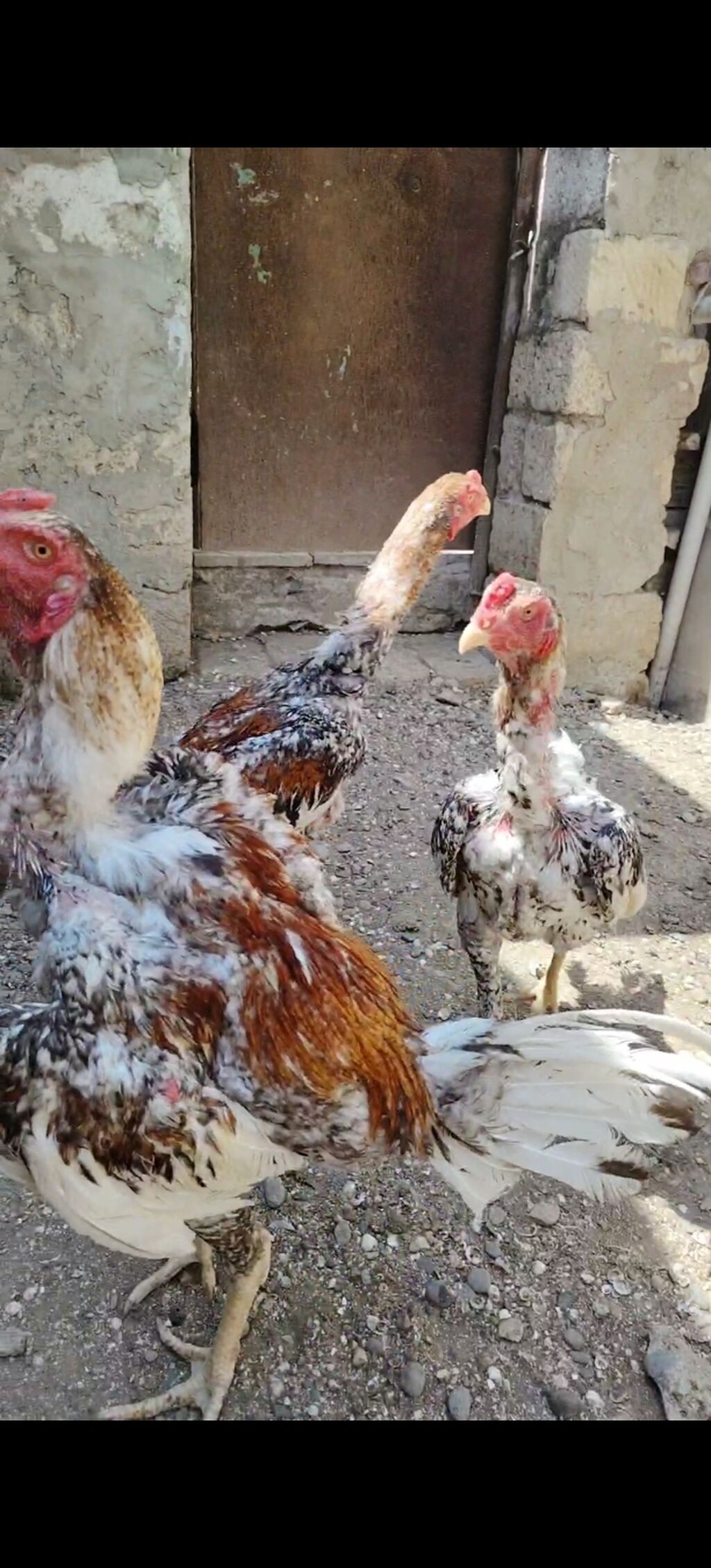 Salam heyvanlar goz qabagindadi saglamliglarina cavabdehem, biri — Heyvanlar, Salyan (2)