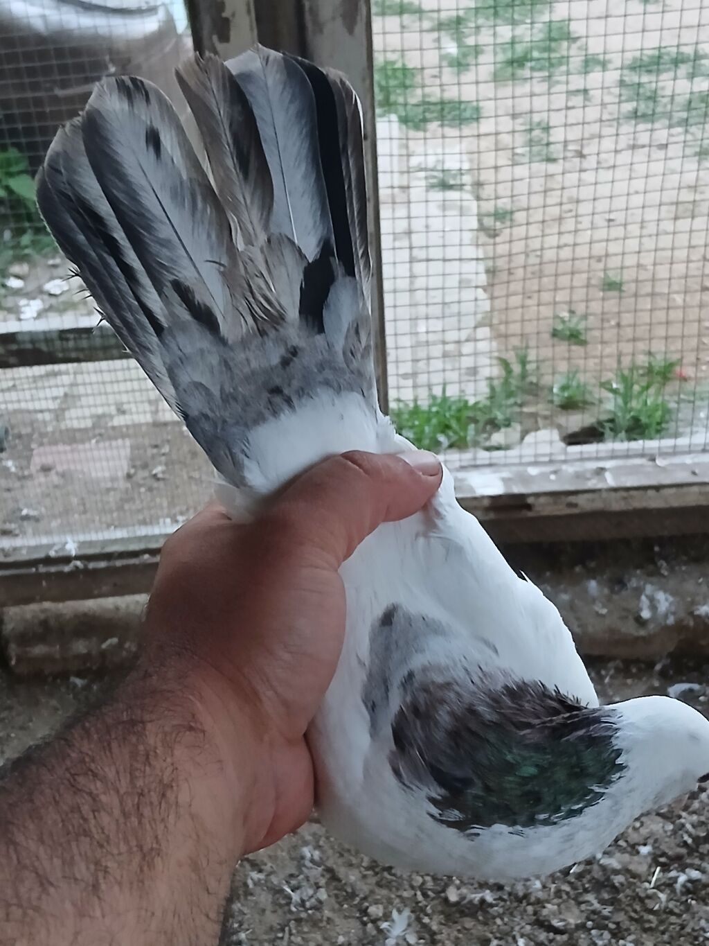 Əbreş boynu güllü ərkeydi tutulmadı sol qanadnın altında zilonkası var — Quşlar, Digah (3)
