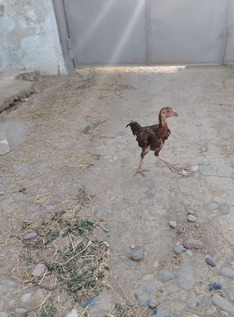 Heyratı — Neftçala