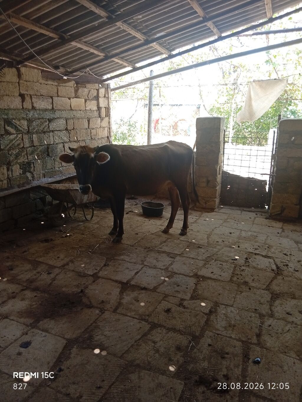 1ci balasıdi dişi bala 5litrdən çox süd verib indi balası böyüyüb deyə — Heyvanlar, Qobustan (4)